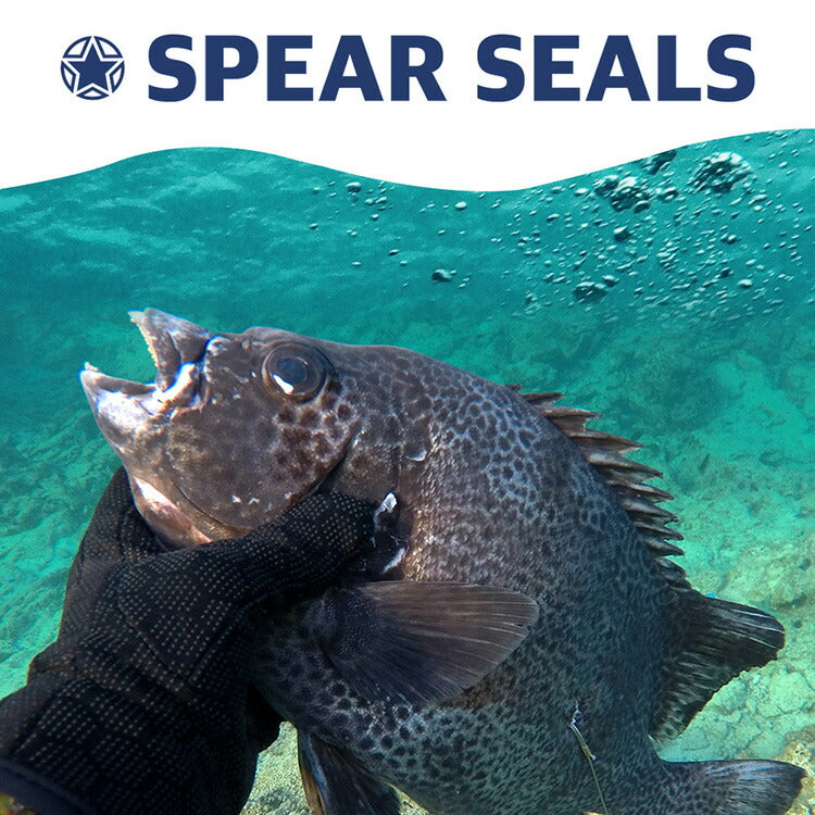 SPEAR SEALS（スピアシールズ）の銛の選び方は？スピアフィッシング初心者にソリッドグラスファイバー製がおすすめな理由